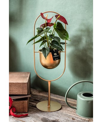 Stand Gold Saksıda Antoryum Çiçeği 55 cm
